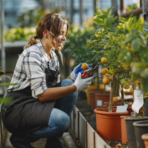 NWA plant nursery